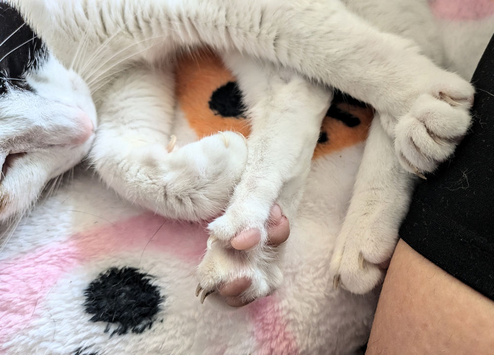 Kuschelkatze