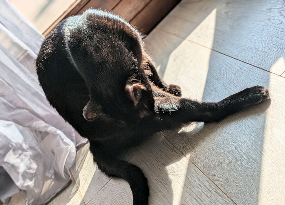 Katze