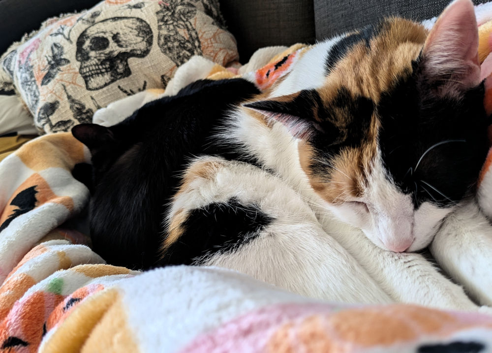 Katzen