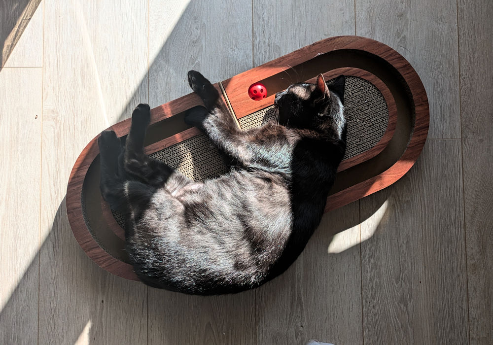 Katze