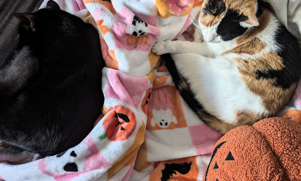 Katzen