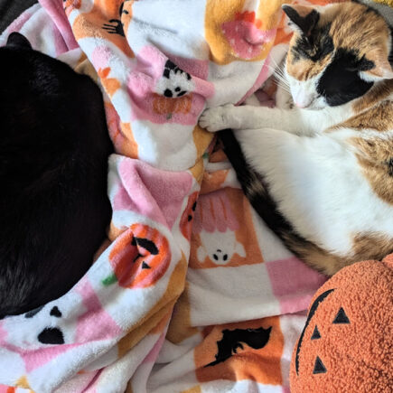 Katzen