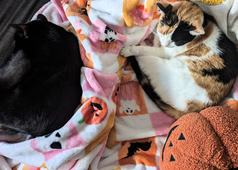 Katzen