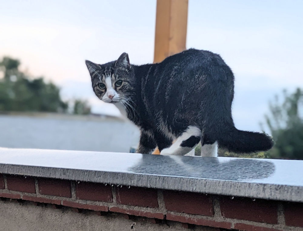 Katze