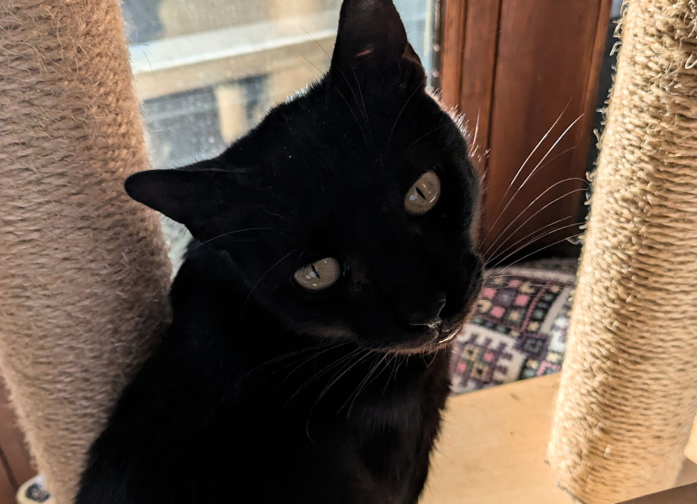 Katze
