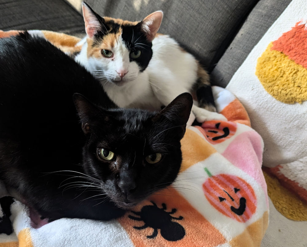 Katzen