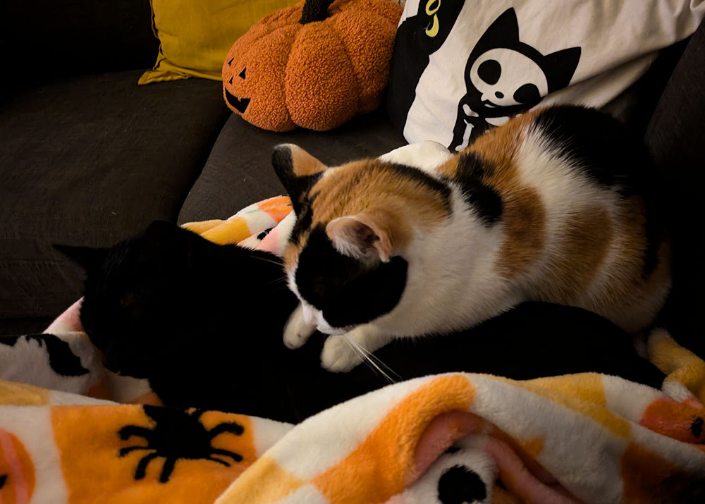 Katzen
