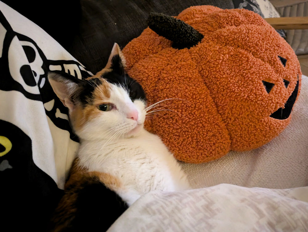 Katze