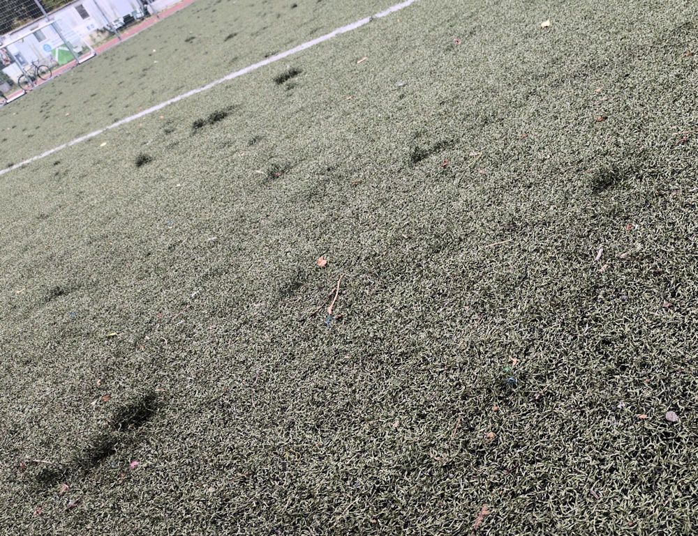 Fußball
