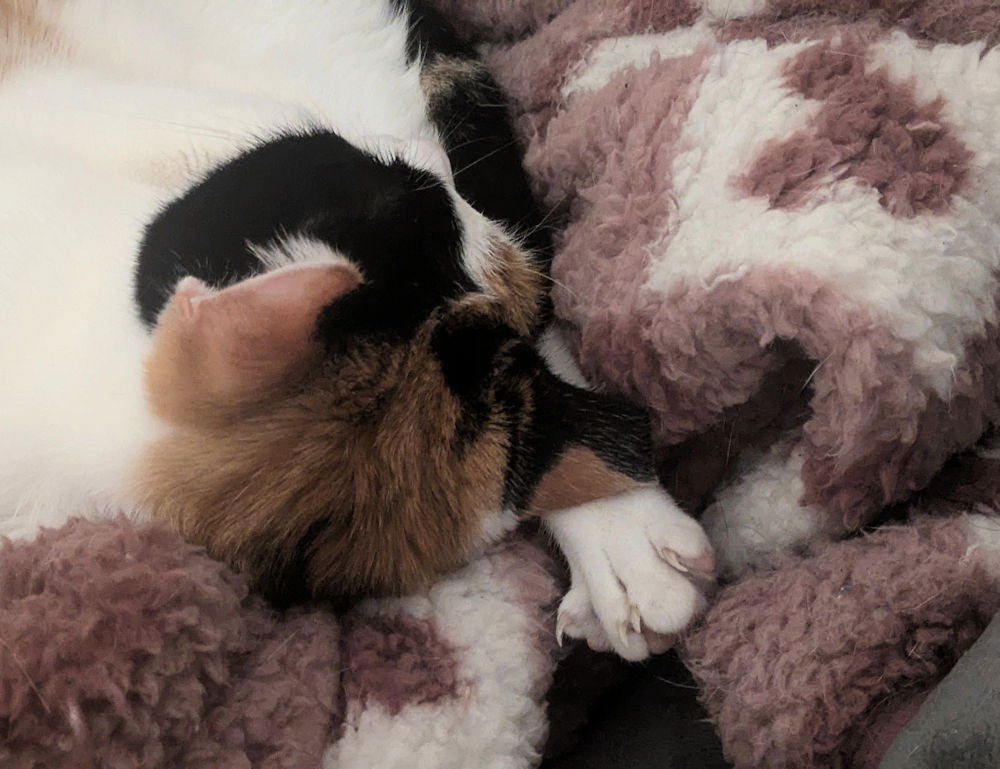 Katze