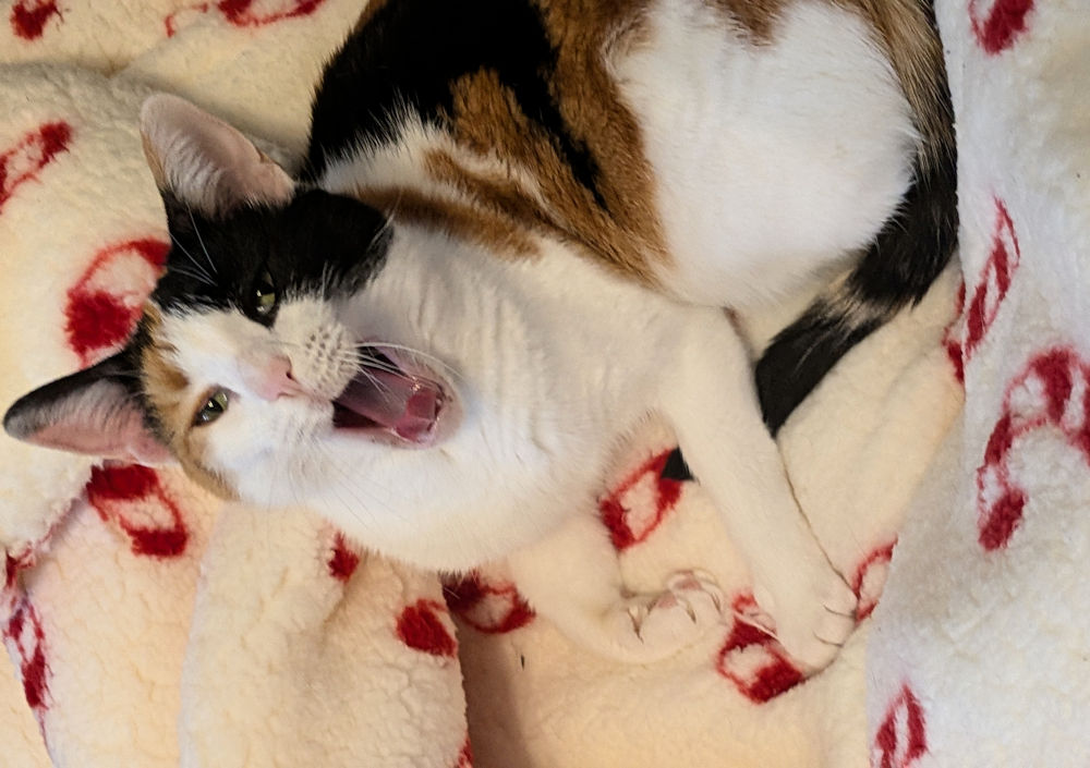 Katze