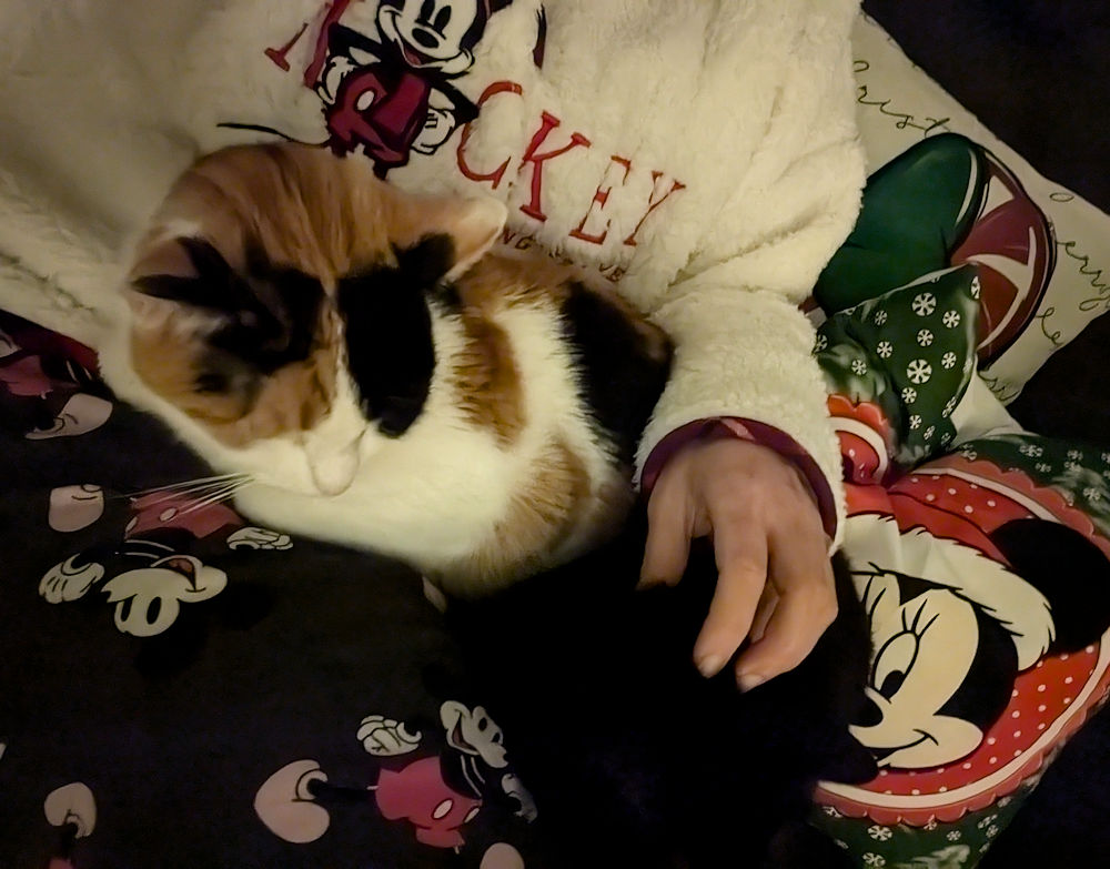Katzen