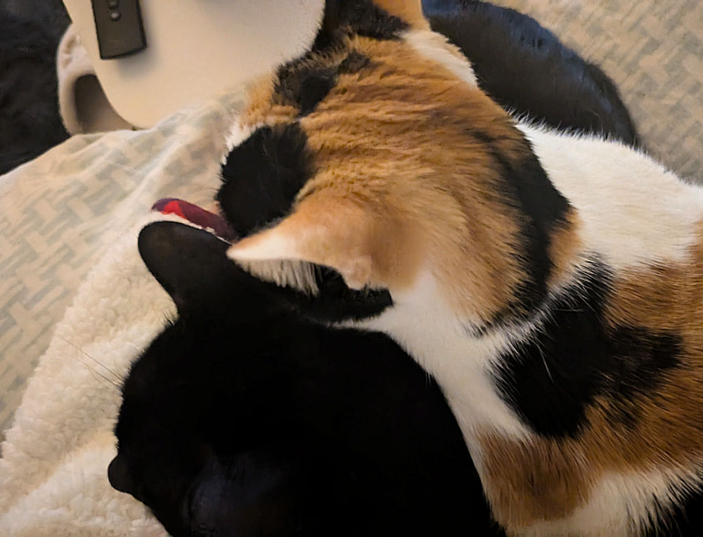 Katzen