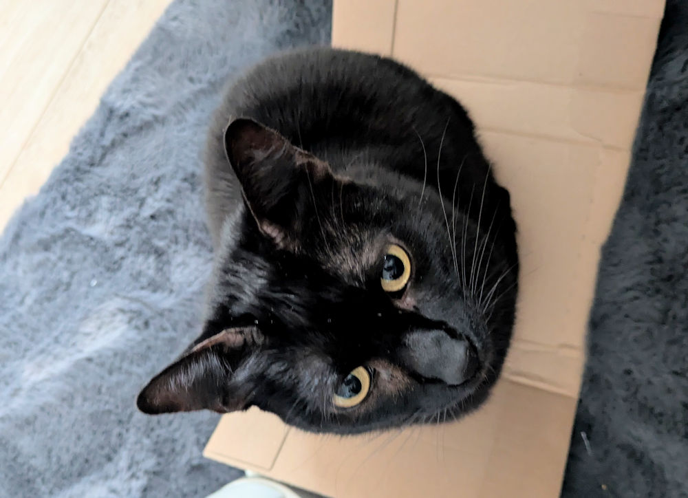 Katze