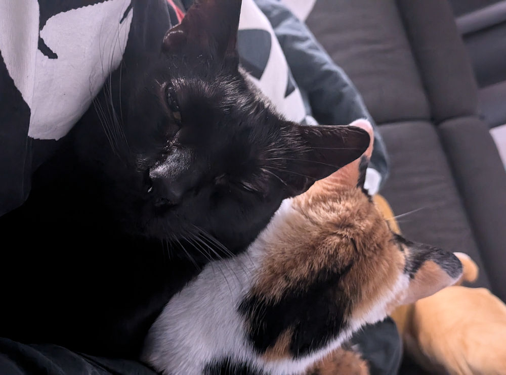 Katzen