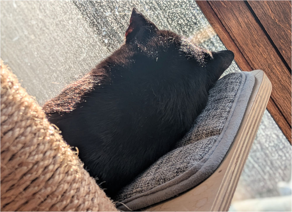 Katze
