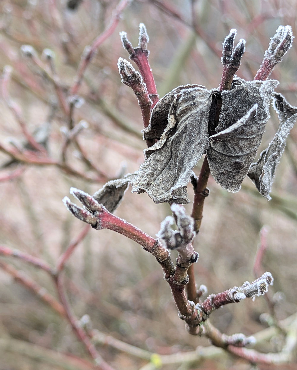 Nature Thursday