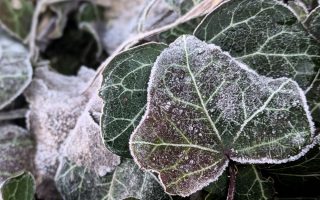 Nature Thursday