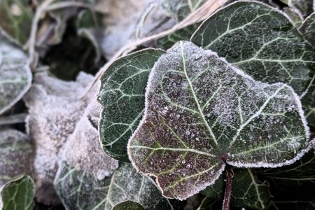 Nature Thursday