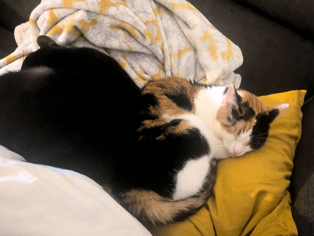 Katzen