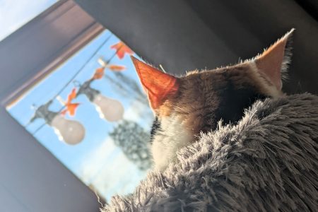 Wochenlieblinge