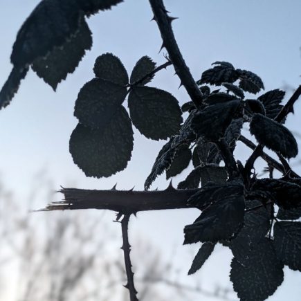 Wochenlieblinge
