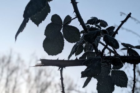 Wochenlieblinge