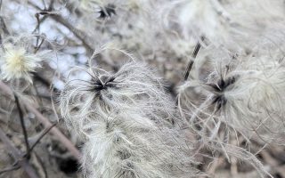Natur