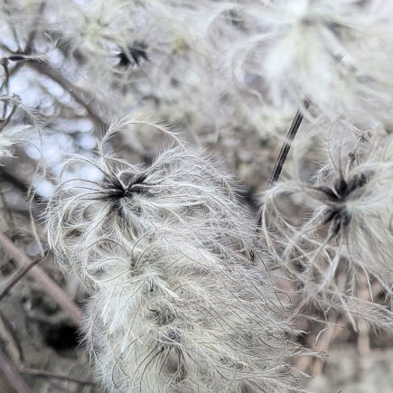 Natur