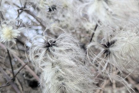 Natur