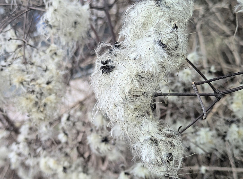 Natur
