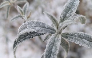 Nature Thursday