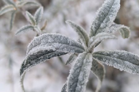 Nature Thursday