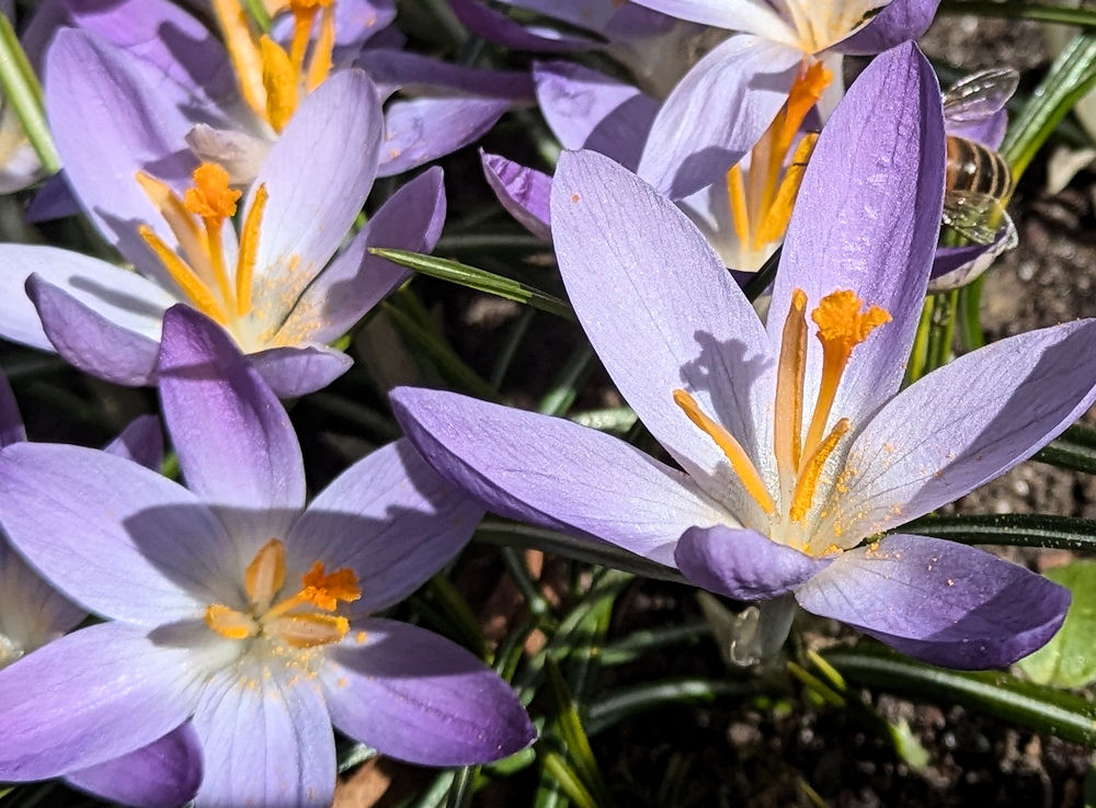 Nature Thursday