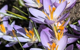 Nature Thursday