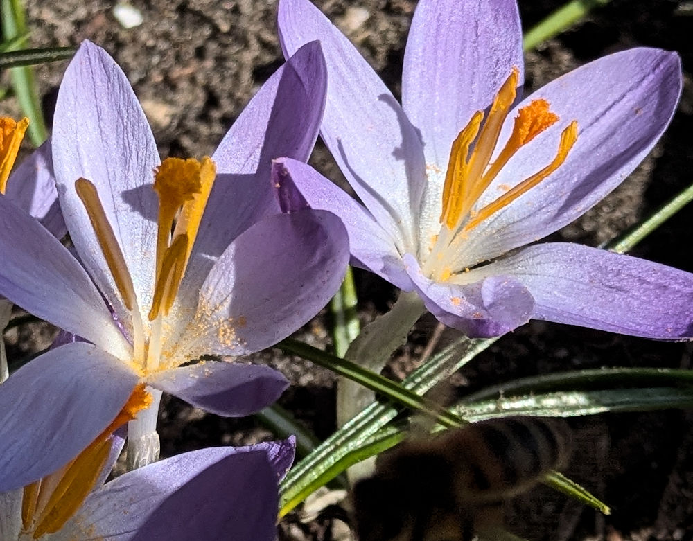 Nature Thursday