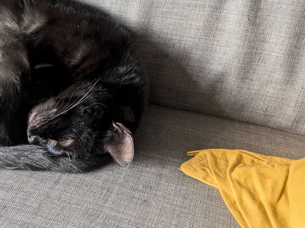 Katze