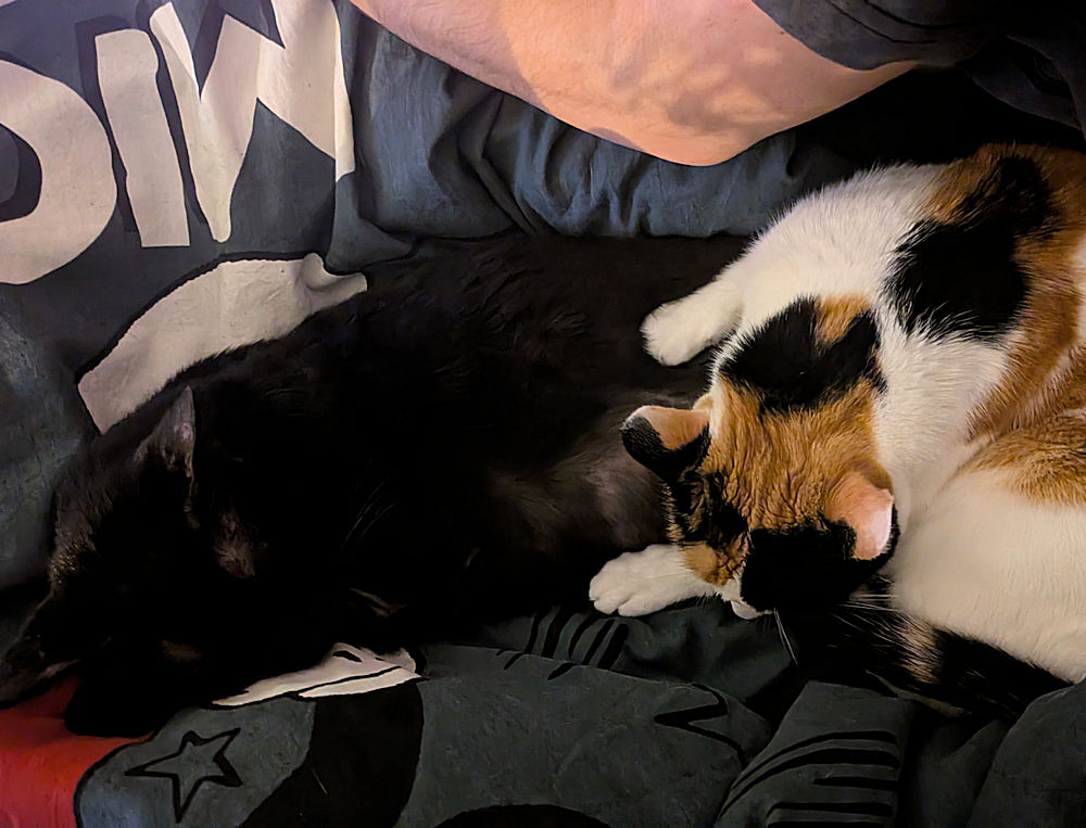 Katzen