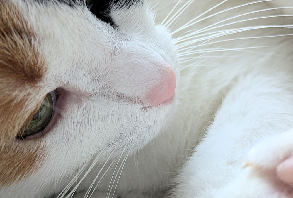 Katze