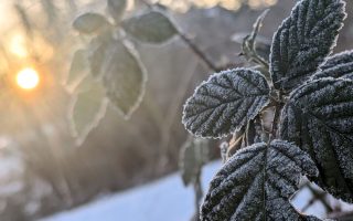 Nature Thursday