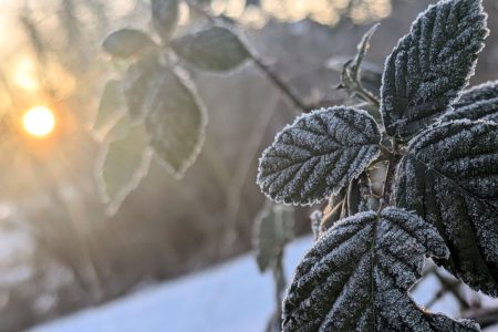 Nature Thursday