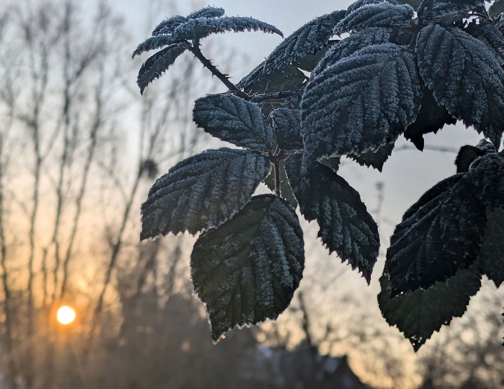 Nature Thursday