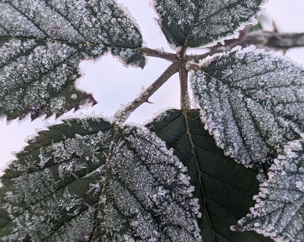 Nature Thursday