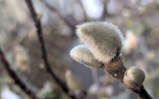 Nature Thursday