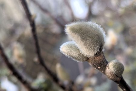 Nature Thursday