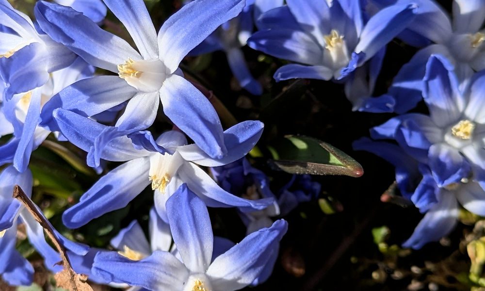 Nature Thursday