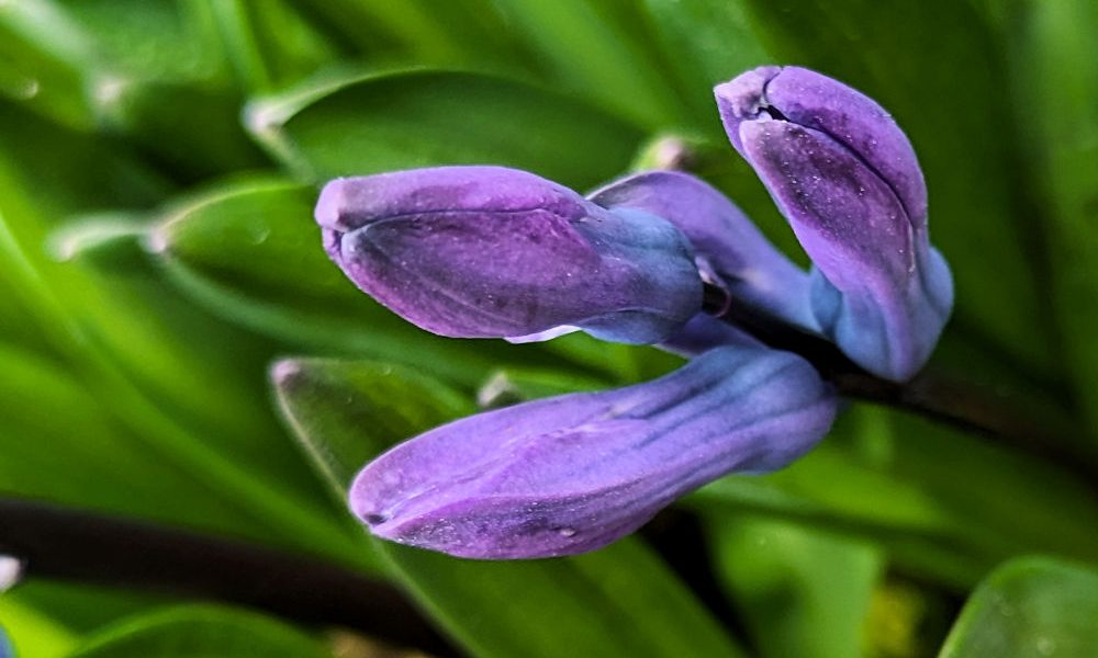 Nature Thursday