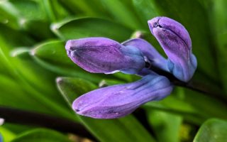 Nature Thursday