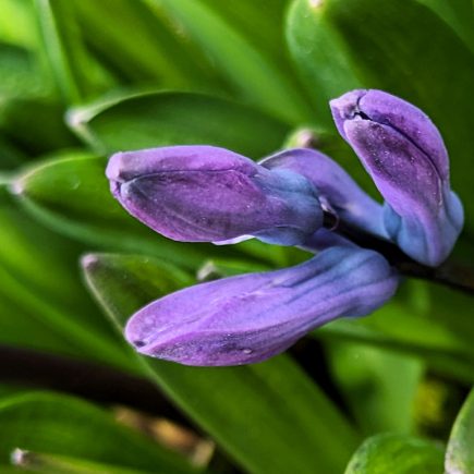 Nature Thursday
