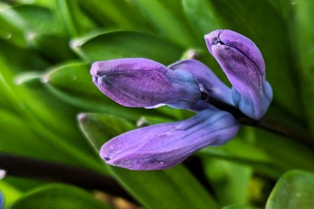 Nature Thursday